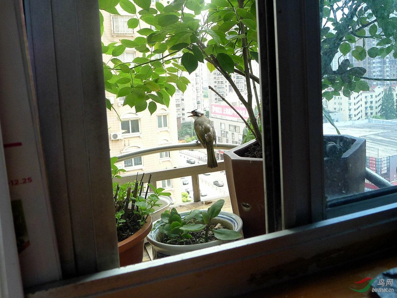 src=http___pic.birdnet.cn_forum_201508_03_171555x24kqcvtbezi44b4.jpg&refer=http___pic.birdnet.jpg