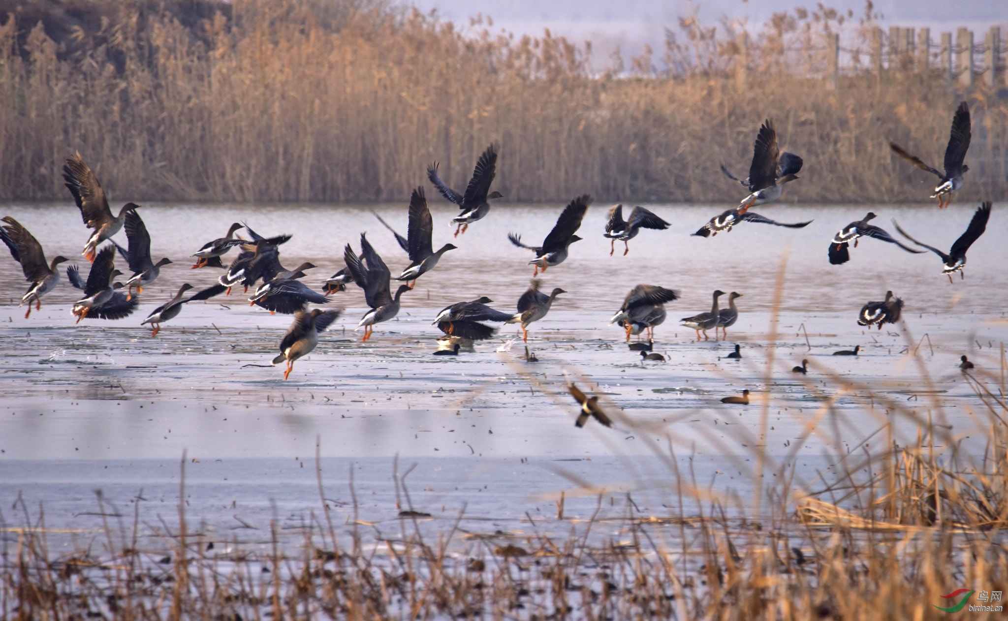 src=http___pic.birdnet.cn_forum_202002_21_145648ypz792pjtva7zd0p.jpg&refer=http___pic.birdnet.jpg